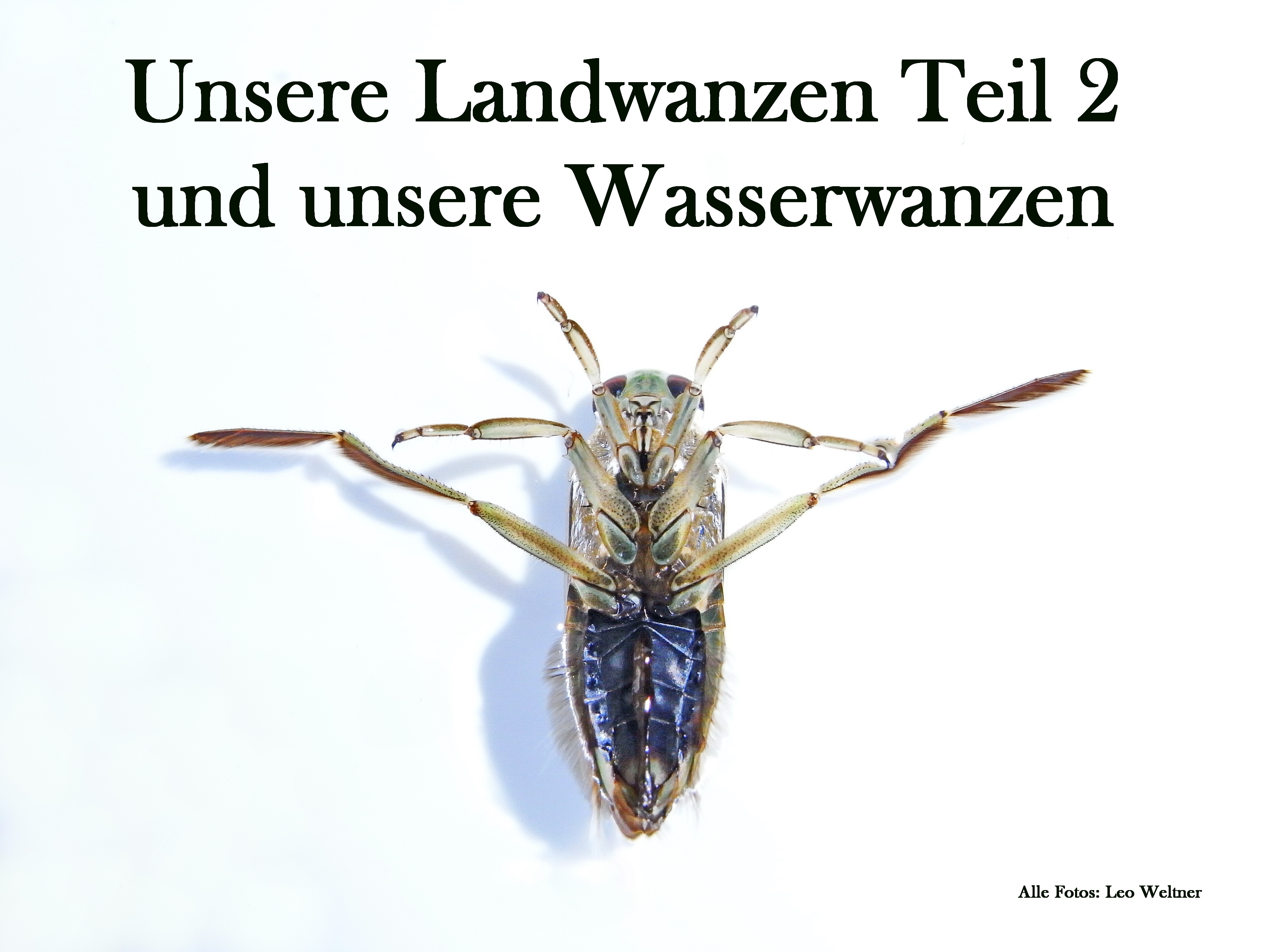 Bild zum Programm