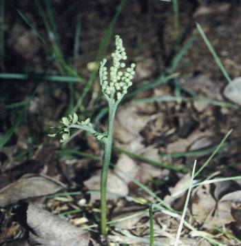 Bild2 botrychium_matricarifolium