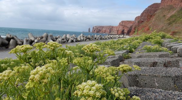 Flora von Helgoland