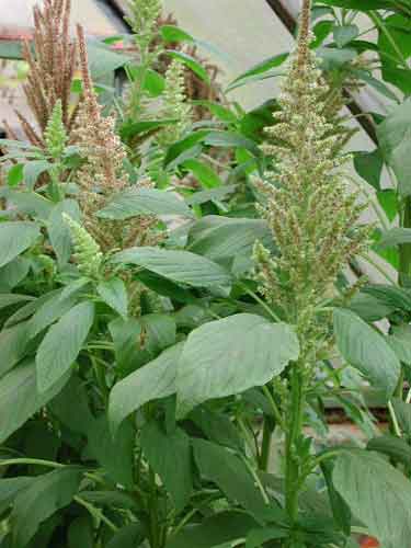 Amaranthus caudatus 