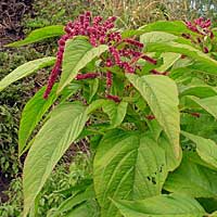 Amaranthus caudatus