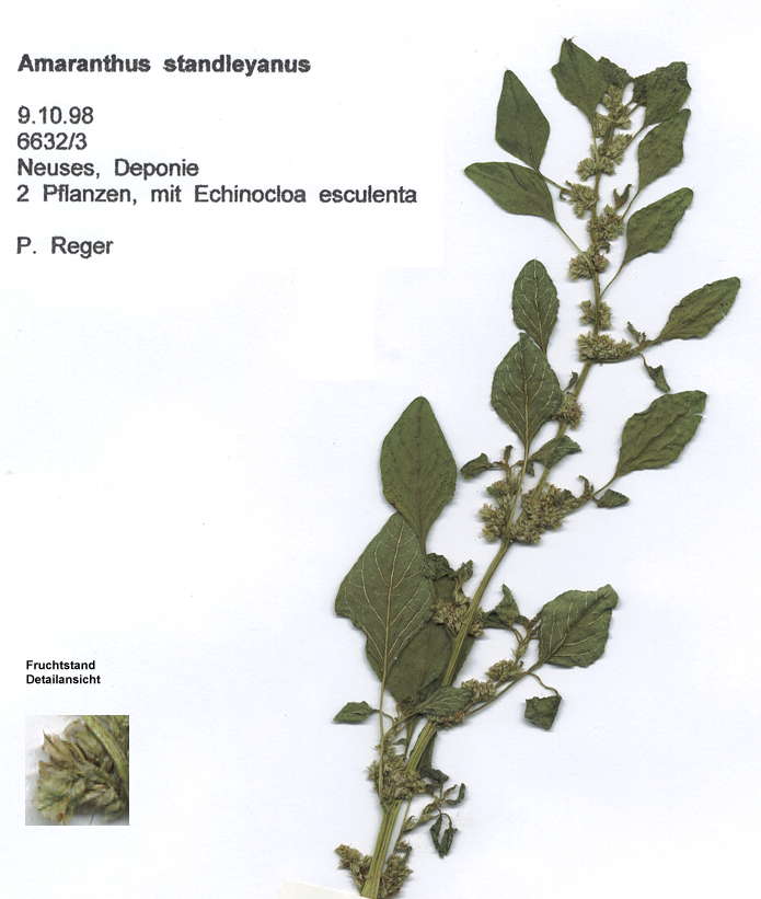 Amaranthus standleyanus 