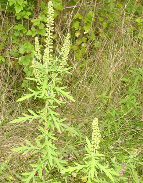 Ambrosia coronopifolium (= A. psylostachys) 