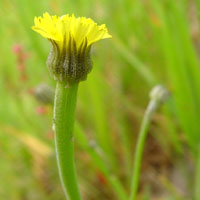 Arnoseris minima