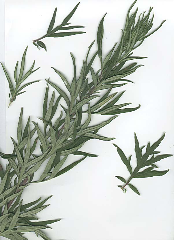 Artemisia verlotiorum