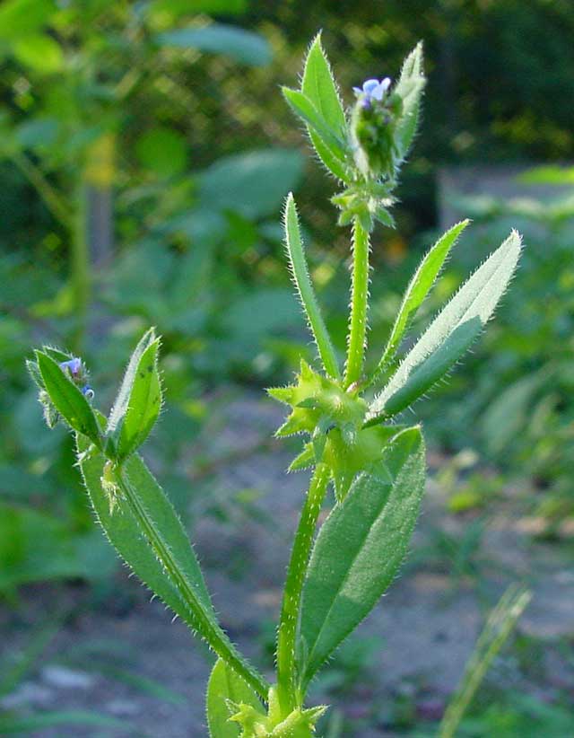 Asperugo procumbens