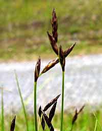 Carex praecox