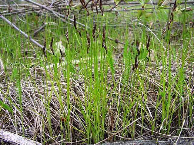 Carex praecox 