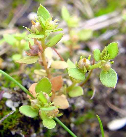 Centunculus minimus 