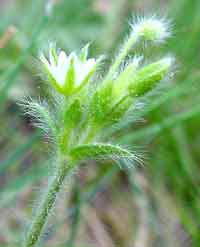 Cerastium brachypetalum