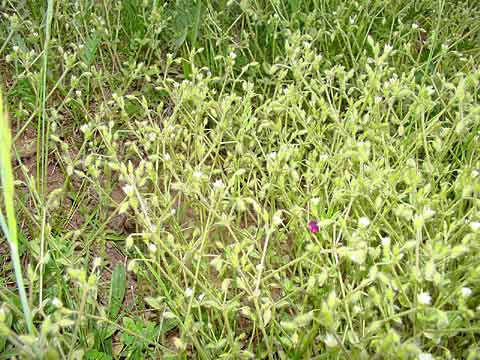 Cerastium brachypetalum 