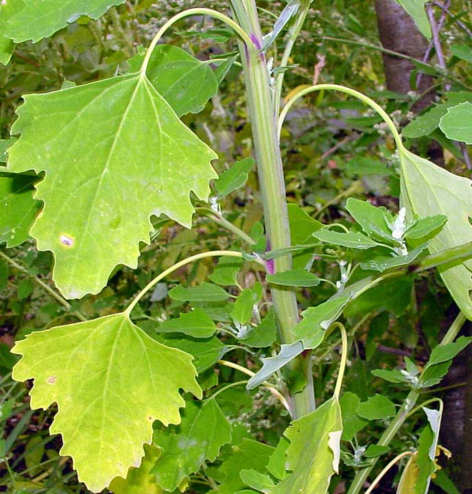 Chenopodium giganteum