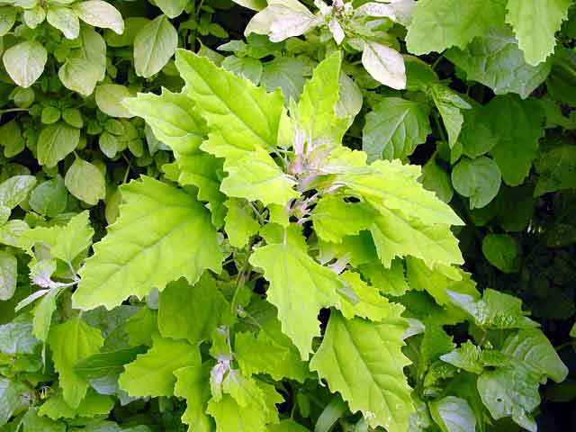 Chenopodium giganteum