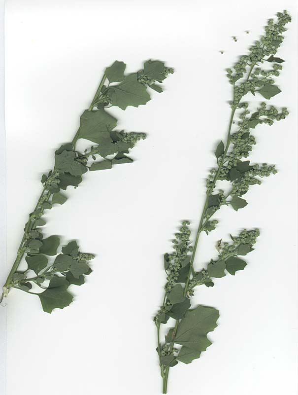 Chenopodium opulifolium