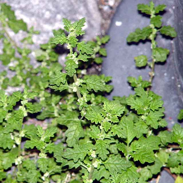 Chenopodium pumilio