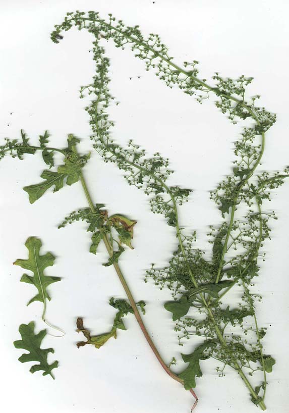 Chenopodium schraderianum