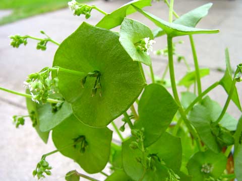 Claytonia perfoliata