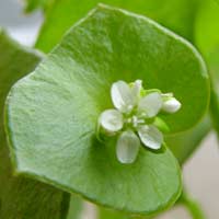 Claytonia perfoliata