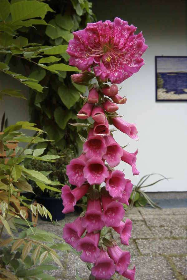 Digitalis purpurea