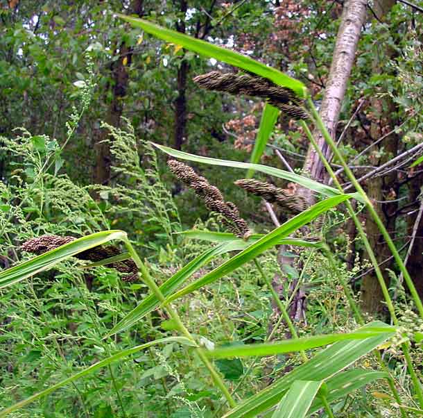 Echinochloa esculenta