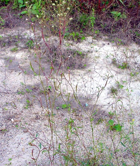 Epilobium brachycarpum