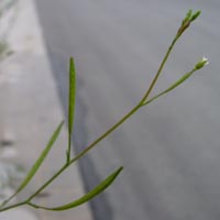 Epilobium brachycarpum