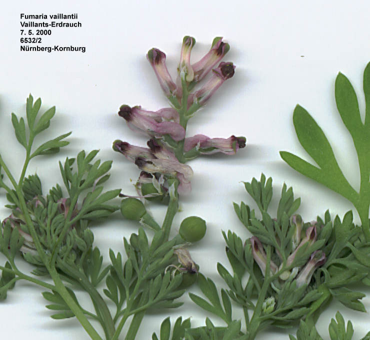 Fumaria vaillantii 