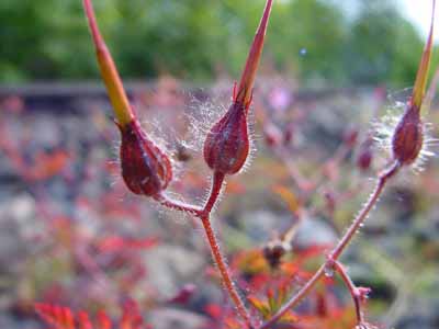 Geranium purpureum