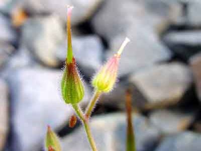 Geranium purpureum