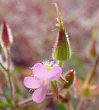 Geranium purpureum