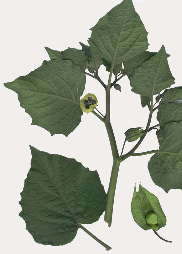 Physalis peruviana