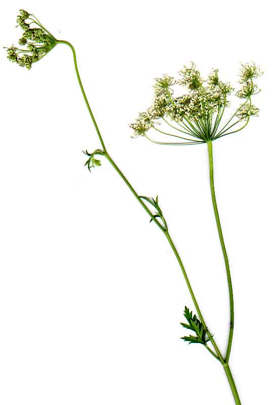 Pimpinella peregrina