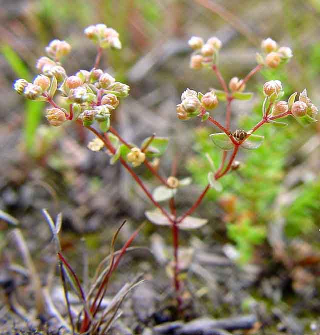 Radiola linoides