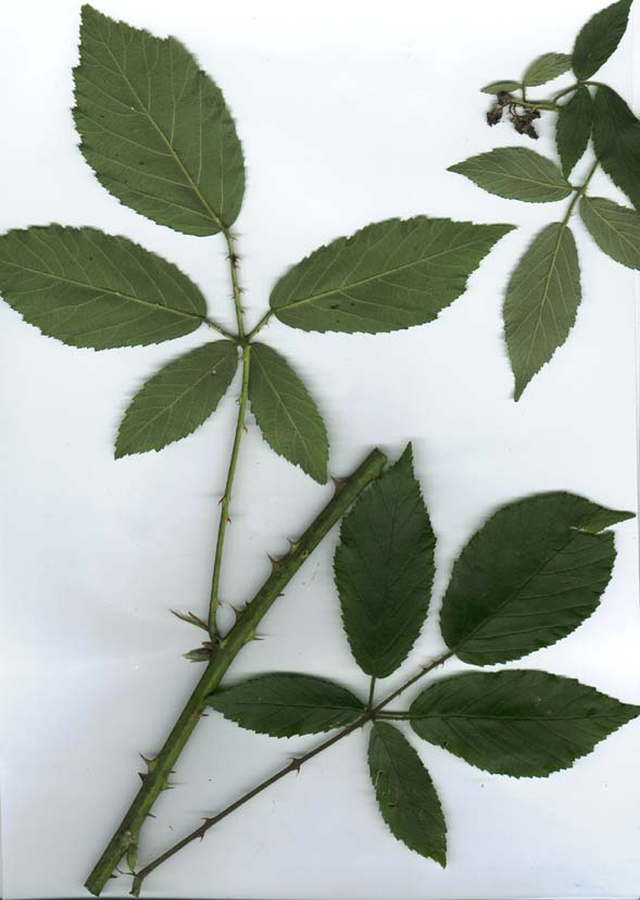 Rubus albiflorus