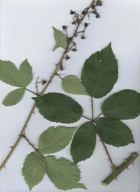 Rubus montanus