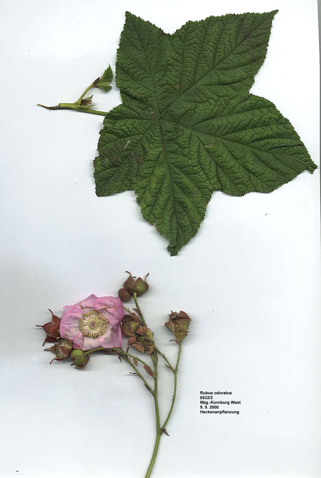 Rubus odoratus