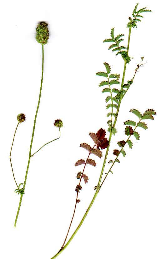 Sanguisorba minor ssp. polygama