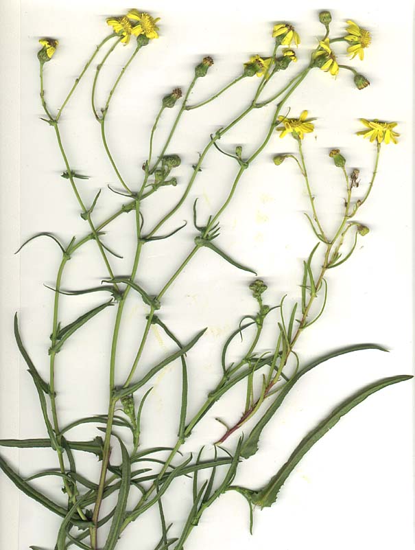 Senecio inaequidens