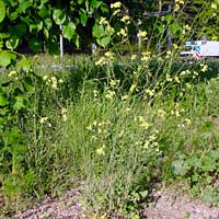 Sisymbrium orientale