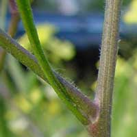 Sisymbrium orientale