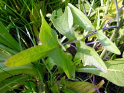 Sisymbrium orientale