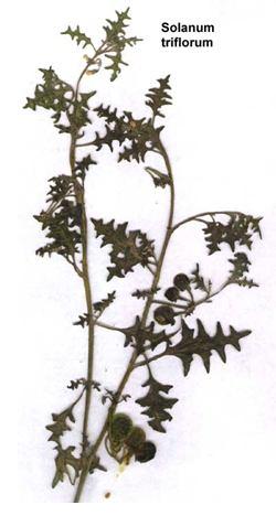 Solanum triflorum