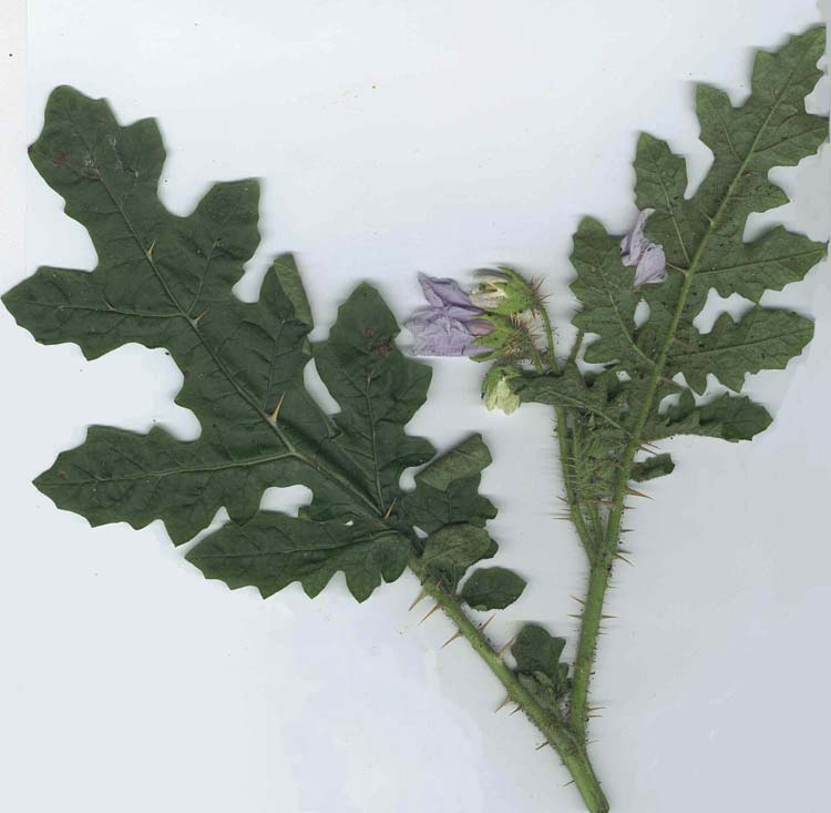 Solanum sisymbriifolium