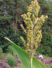 Sorghum bicolor