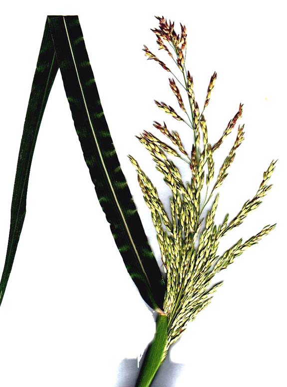 Sorghum halepense