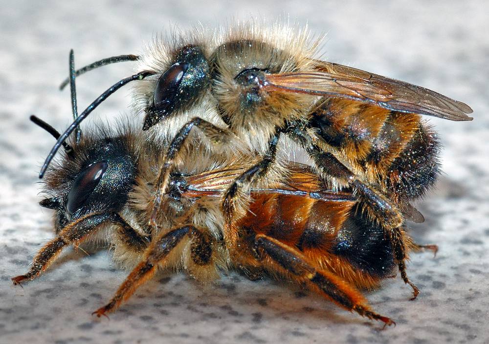 Rostrote Mauerbiene