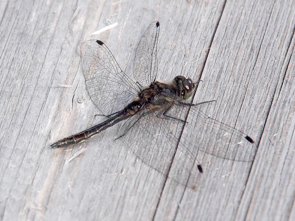 Schwarze Heidelibelle Männchen  