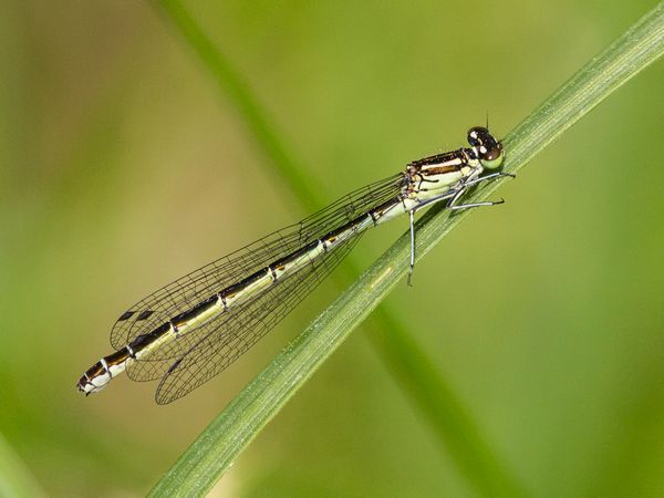 Speer-Azurjungfer Weibchen  