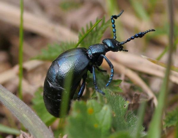 Schwarzblauer lkfer  