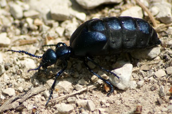 Schwarzblauer Ölkäfer  